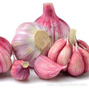 Best Sale Fresh 5.5cm Red Garlic